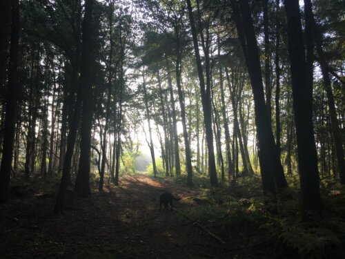 Bos Drents Friese Wold