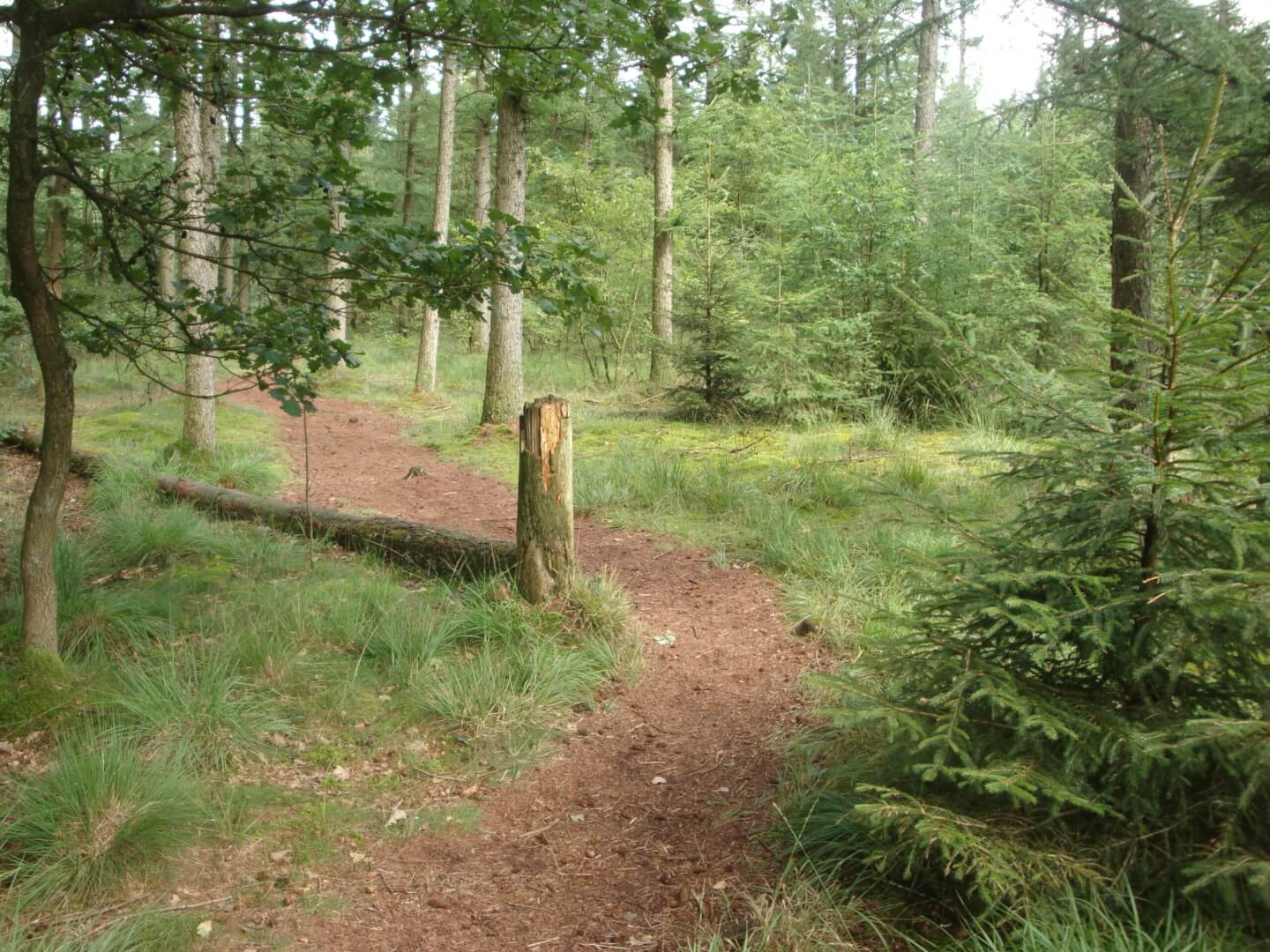 Bos Drenthe