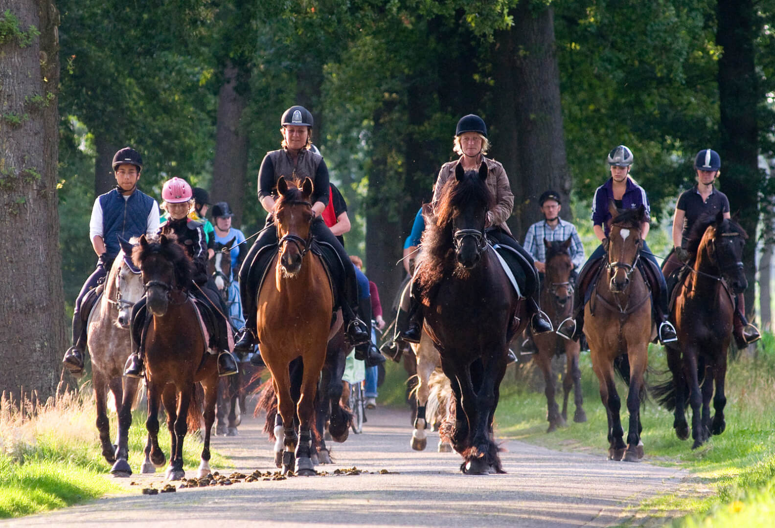 Paarden vierdaagse Zorgvlied