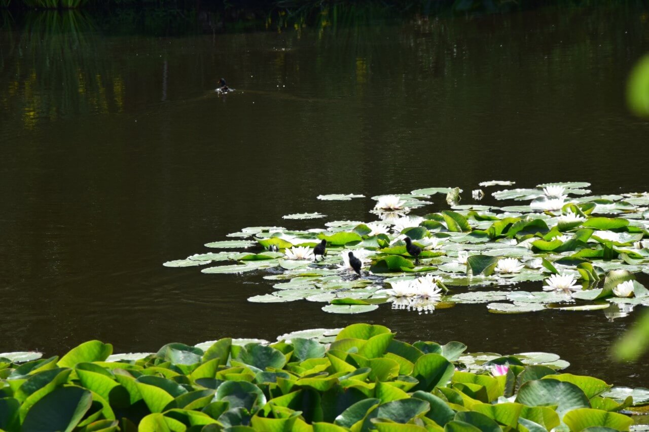 Vogels in de visven