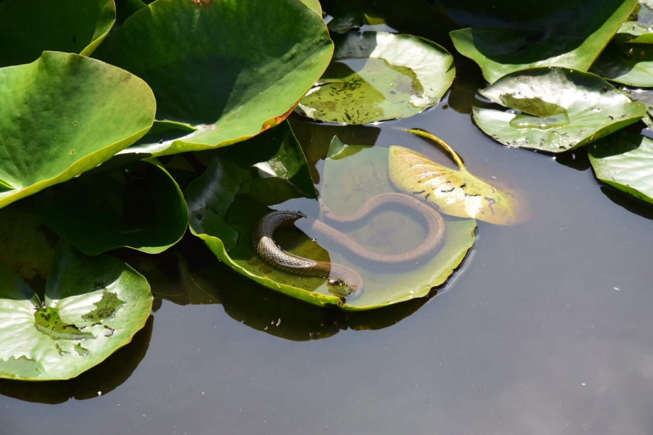 Adder in de visven