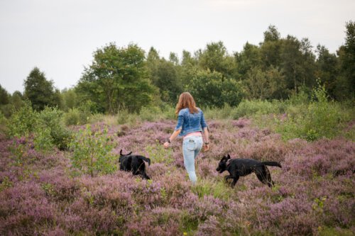 Wandelen met de honden over de hei Camping Zonnekamp