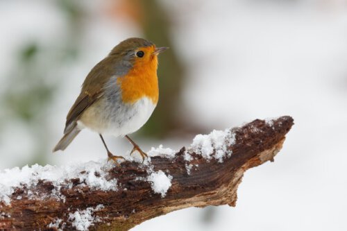 Rooibosje in de sneeuw in Drenthe Camping Zonnekamp