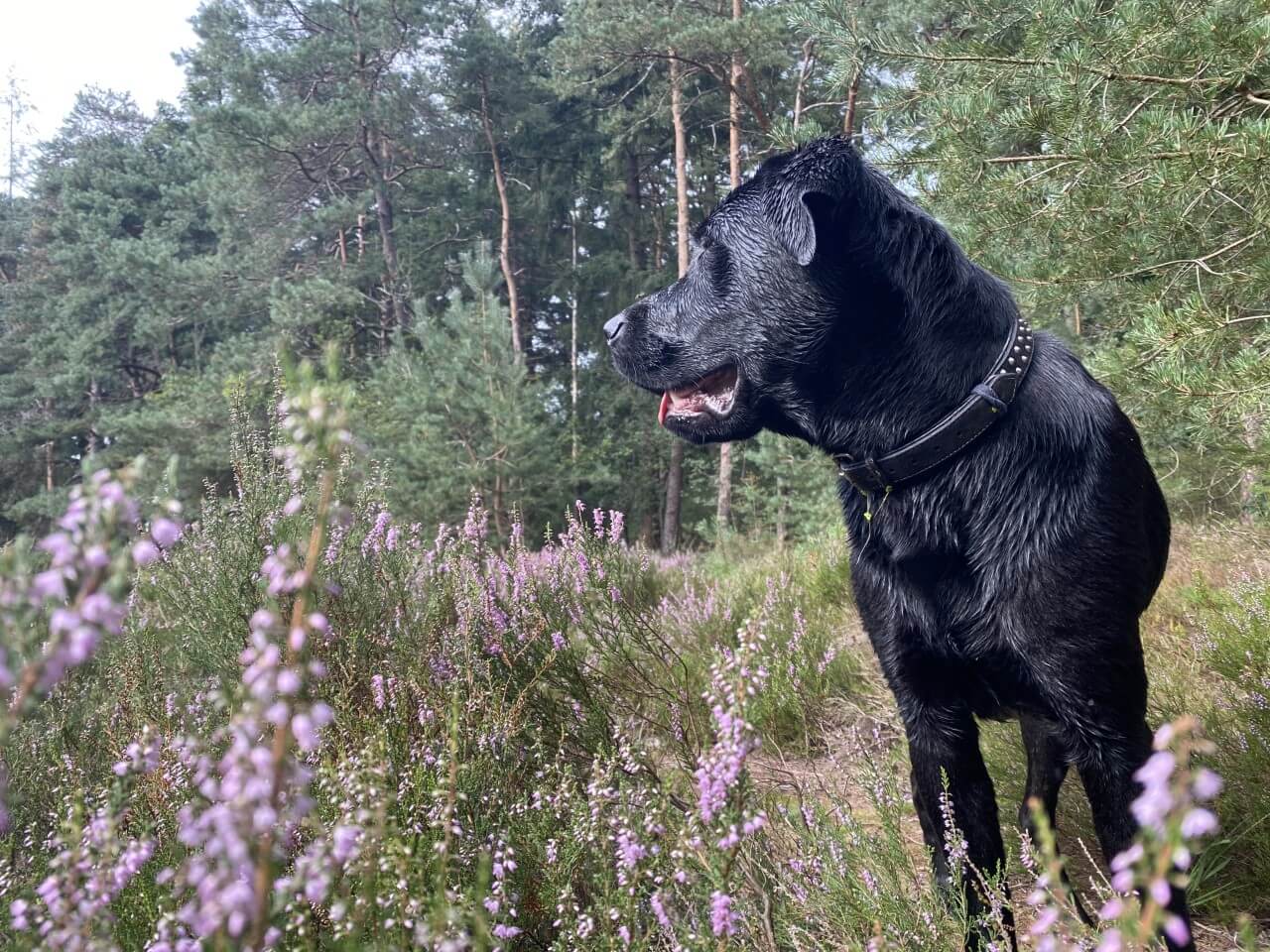 Hond vriendelijke camping Drenthe