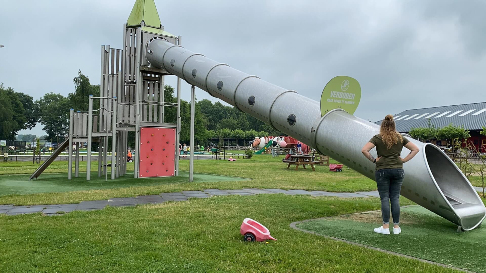 Drentse Koe Ruinerwold Camping Zonnekamp