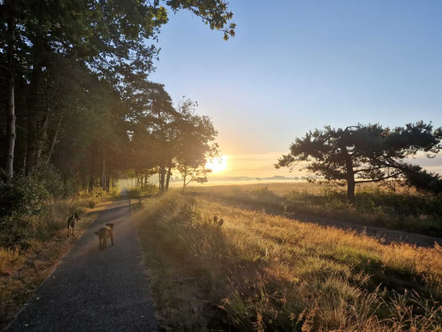 Camperplaats bos en heide Camping Zonnekamp