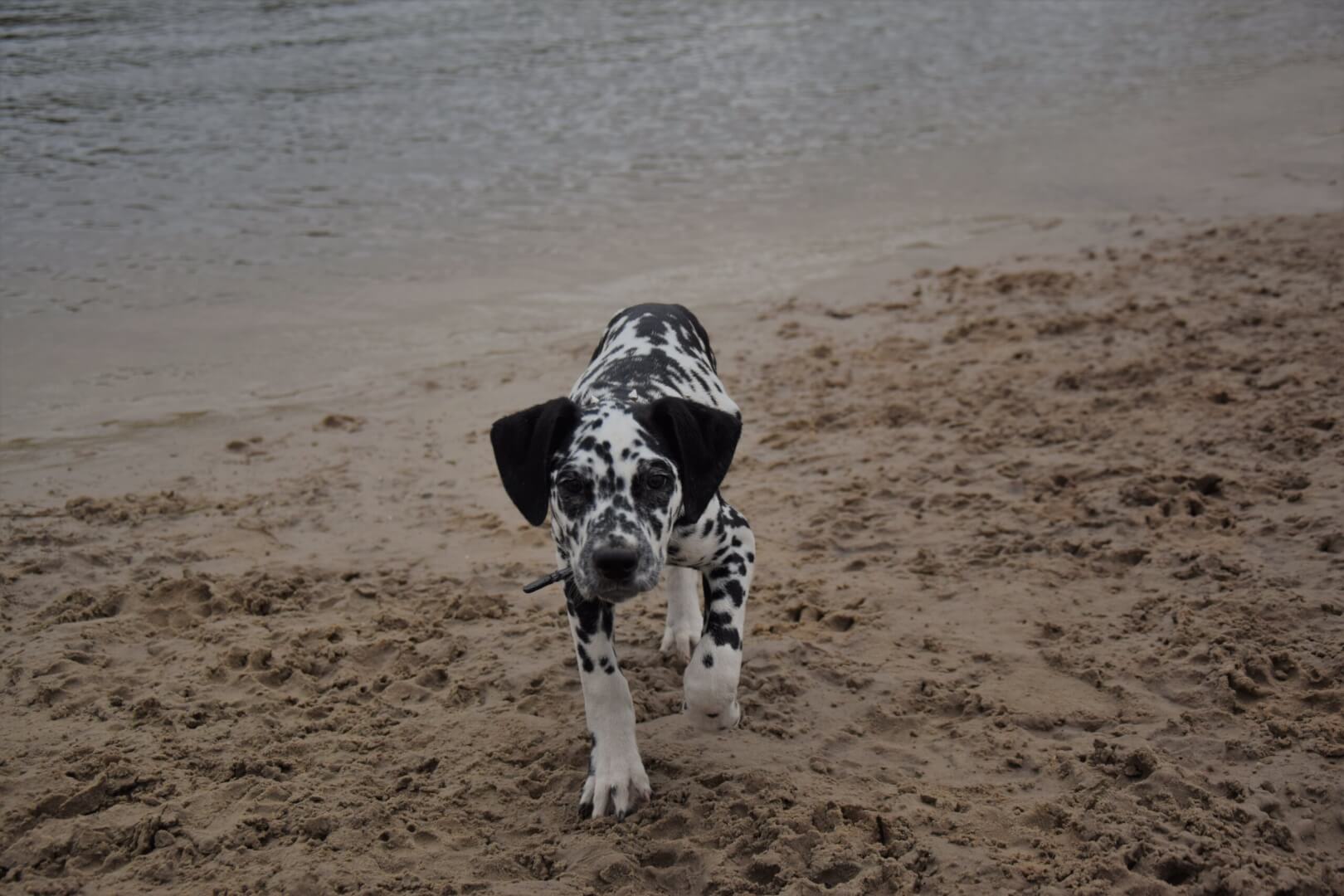 Hond vriendelijke camping Drenthe Camping Zonnekamp