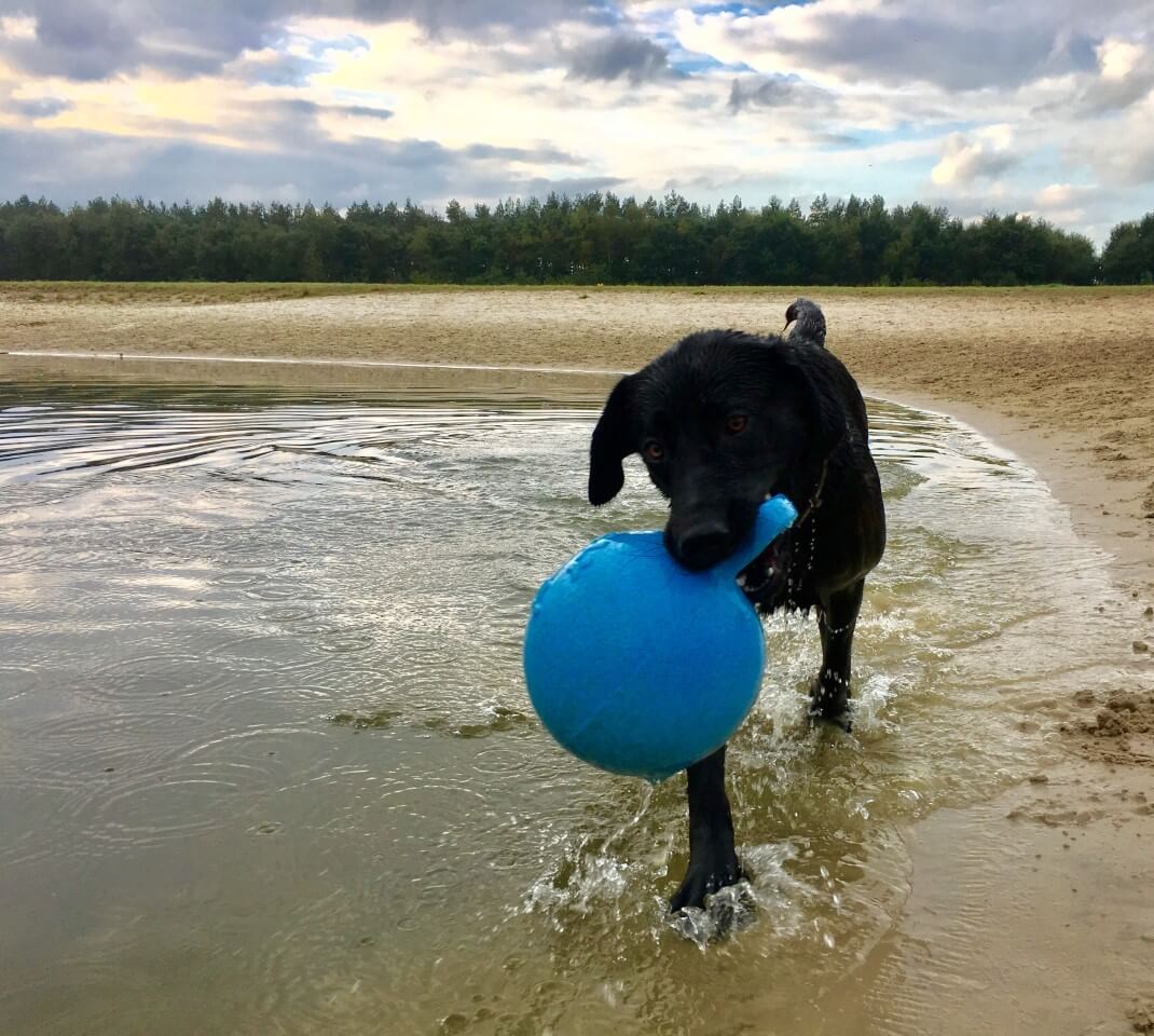 Hond vriendelijke Camping Zonnekamp, Zorgvlied, Drenthe