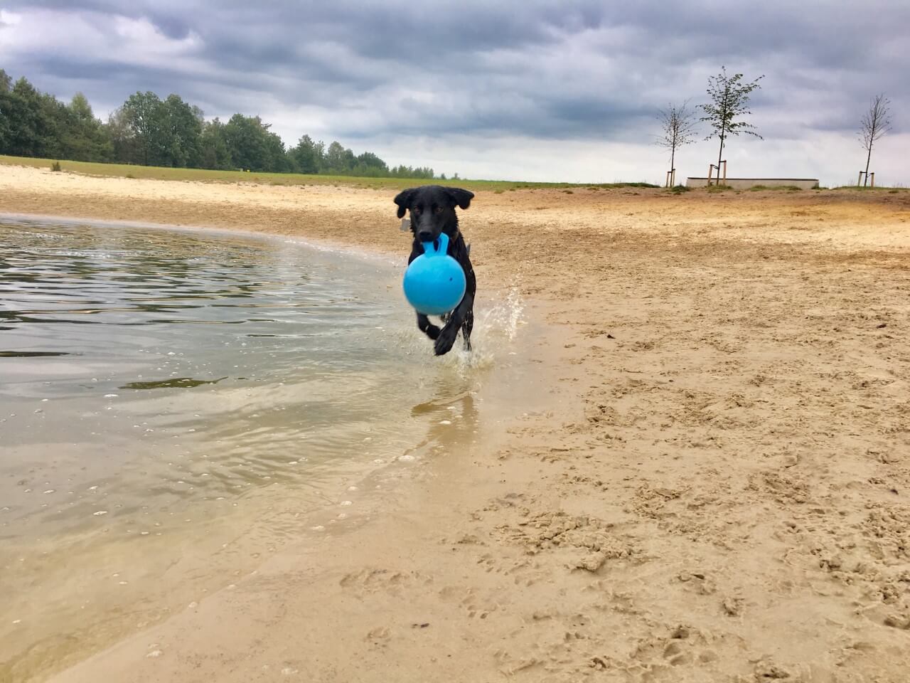 disney spartelvijver. Hond Vriendelijke camping Drenthe, Zorgvlied