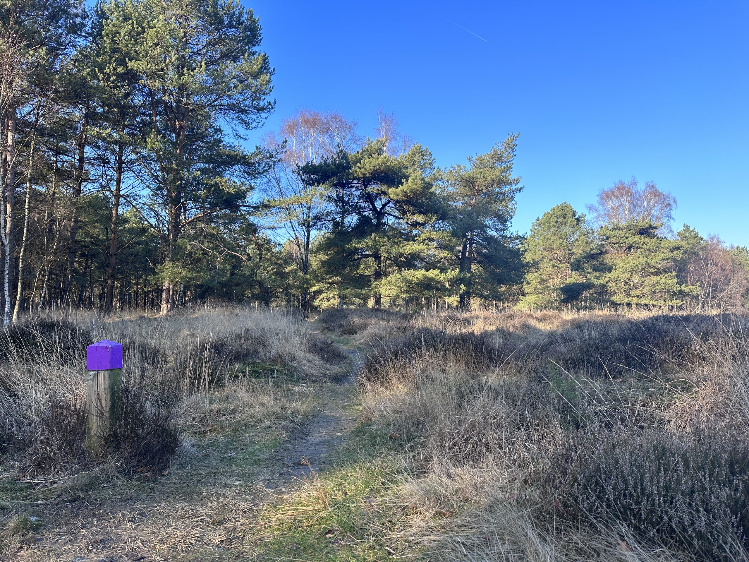 Kamperen Drenthe, wandelen, Paarse paaltjes route