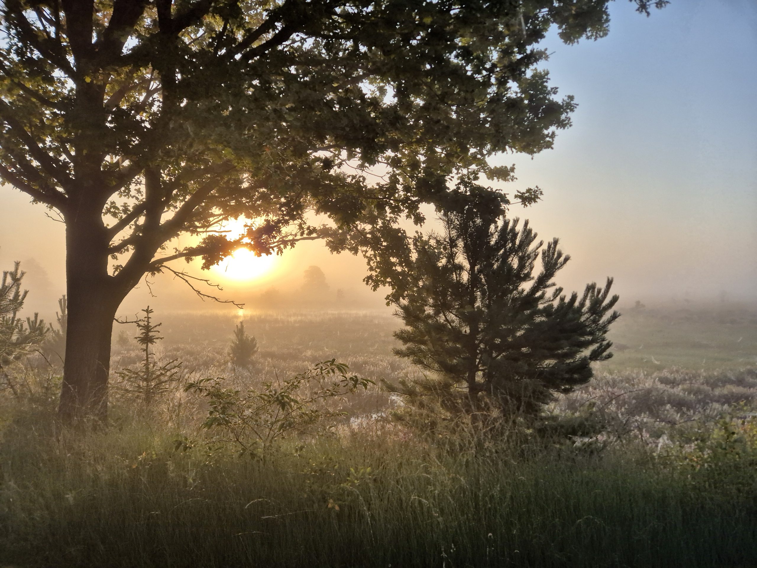 Drents Friese Wold, Camping Zonnekamp, Drenthe, Zorgvied