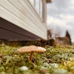 Genieten van de herfst