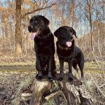 Kamperen met de hond, Drents Friese Wold, Drenthe, Zorgvlied 